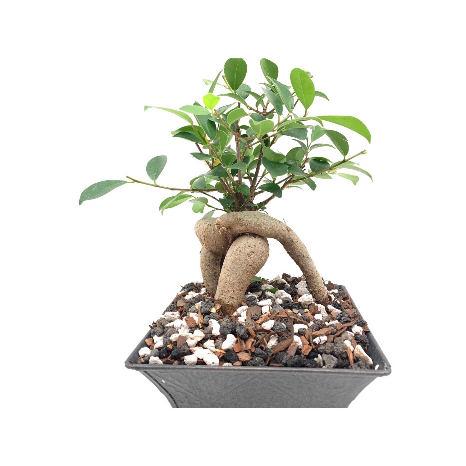 The Bonsai Supply Horticultural Pumice 2 Qt PUMICE 2QT - Image 3