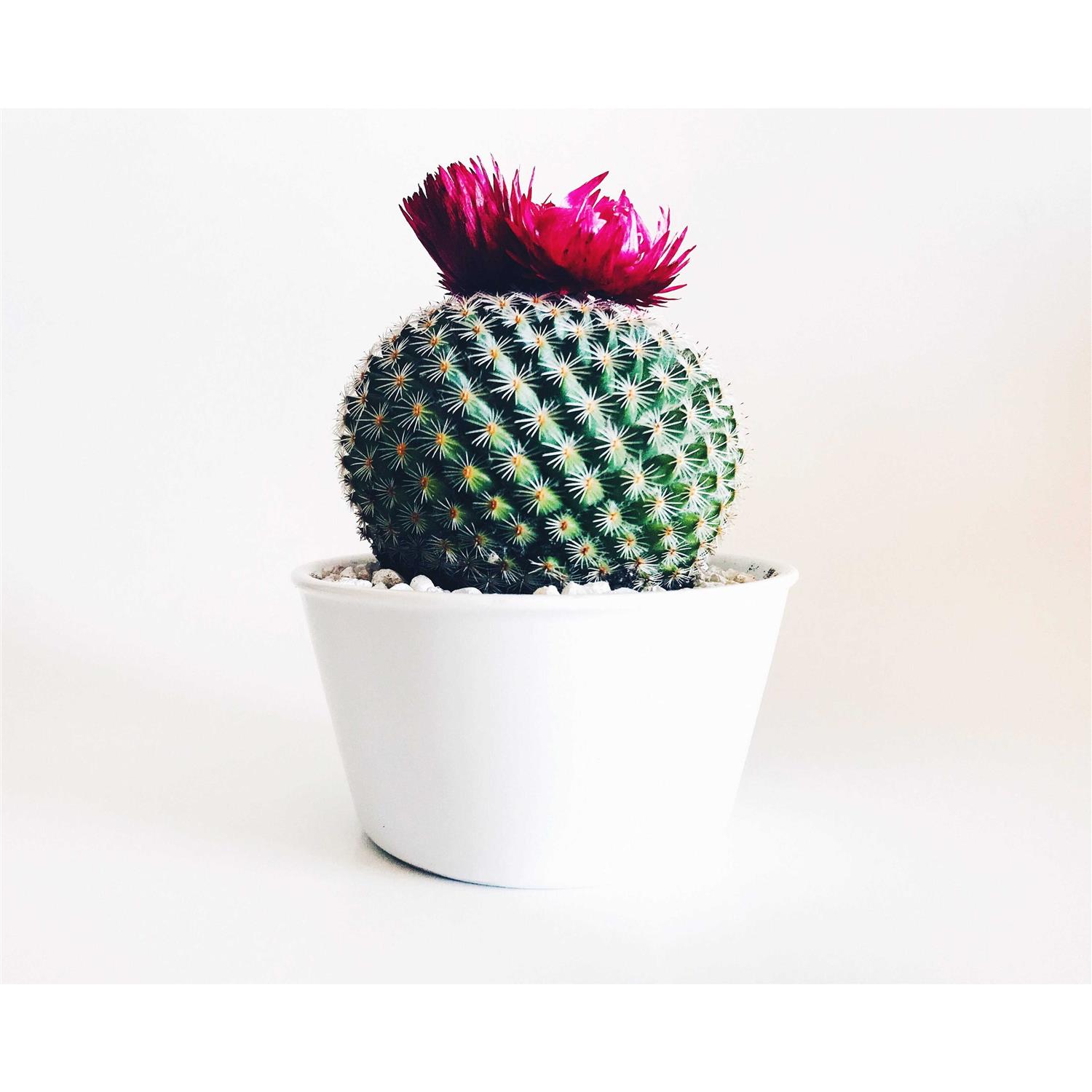 The Bonsai Supply Horticultural Pumice 2 Qt PUMICE 2QT - Image 4