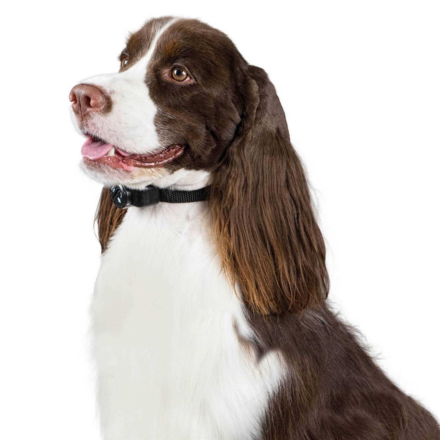 Premier Pet In-Ground Fence - Image 5