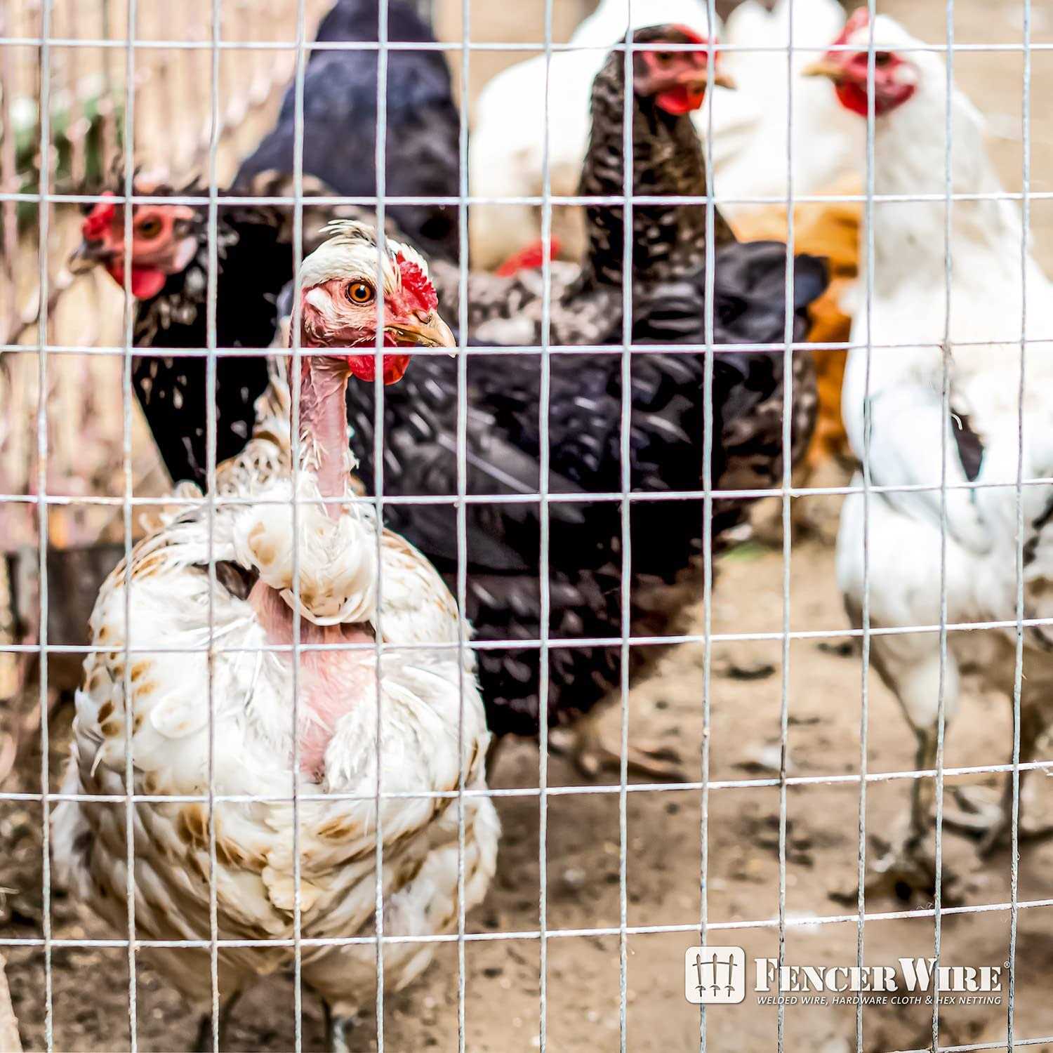 Fencer Wire 14 Gauge Galvanized Welded Wire Mesh Size 2 inch By 4 inch - Image 3