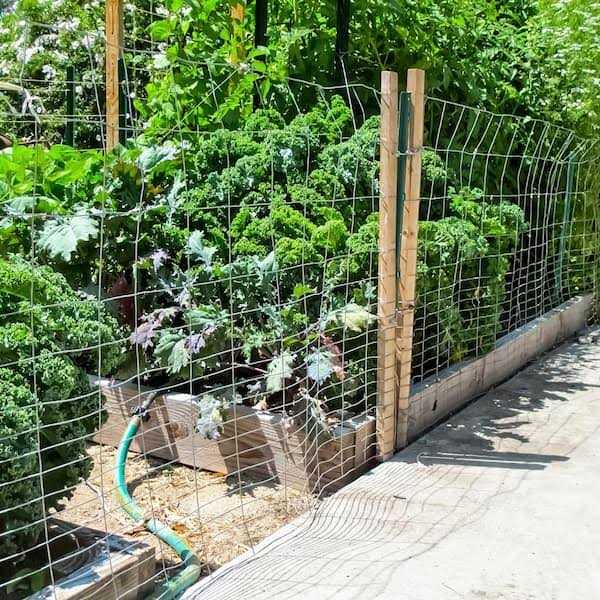 Fencer Wire 2 ft. x 50 ft. 16-Gauge Galvanized Rabbit Fence - Image 4