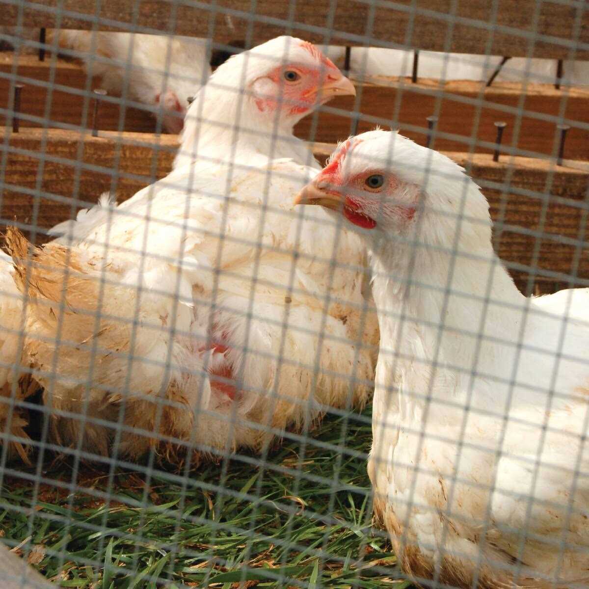 IronRidge H x 50 ft. L Welded Wire Fence with 1 in. x Openings - Image 3